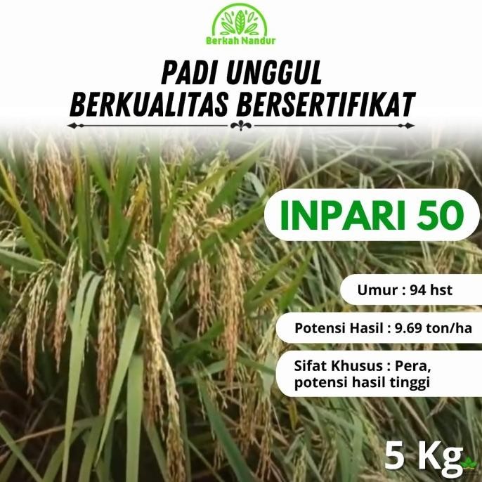 

Terlaris Benih Padi Inpari 50 Marem 5Kg Benih Padi Unggul Bibit Padi Unggul