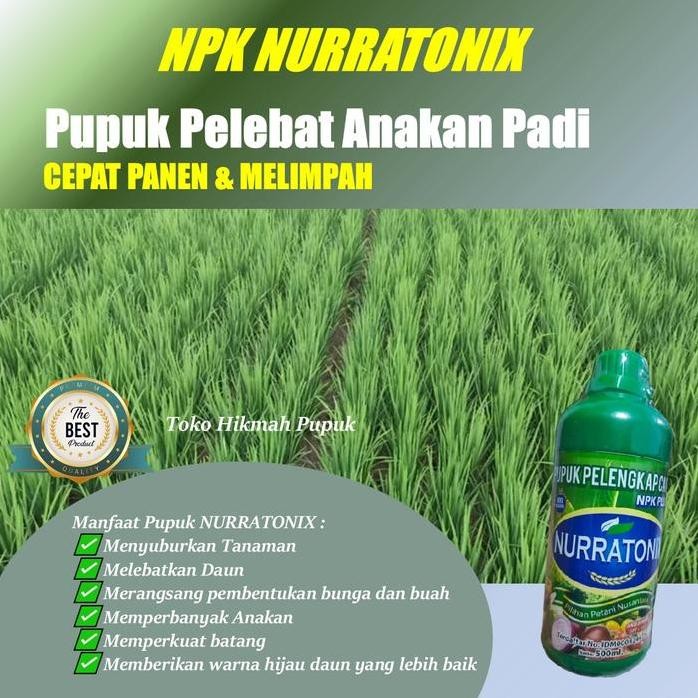 

Terlaris Pupuk Pelebat Anakan Padi Nurratonix Isi 500 Ml Pupuk Cair Untuk Tanaman Padi Biar Lebih Banyak Dan Besar