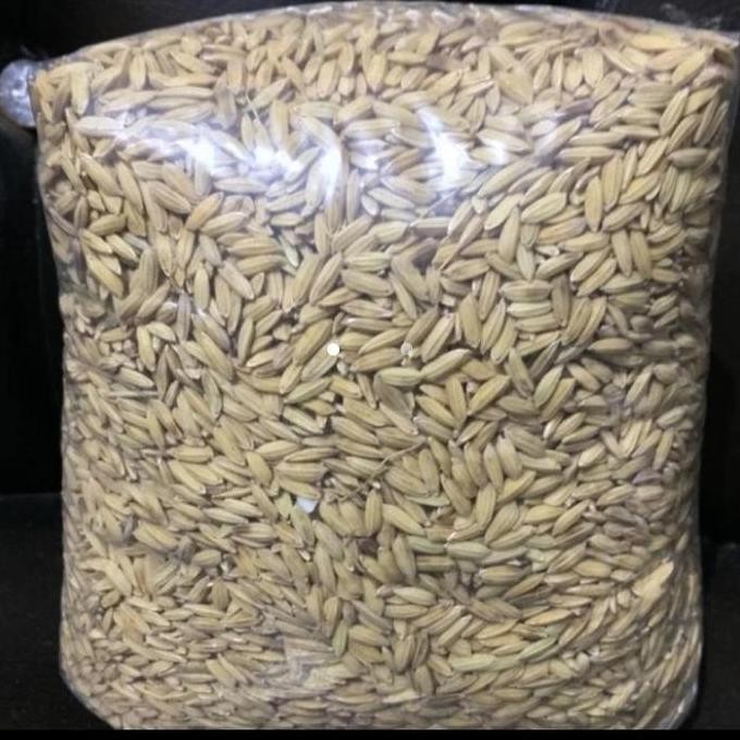 Terlaris Gabah Padi Beras Putih Kering 1Kg