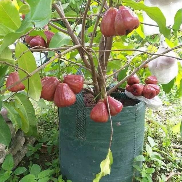 

Terlaris Bibit Tanaman Jambu Air Dalhari Okulasi Pendek Berbuah