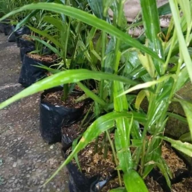 

Terlaris Bibit Pohon Tanaman Jahe Merah Obat Herbal By Argoplantbag