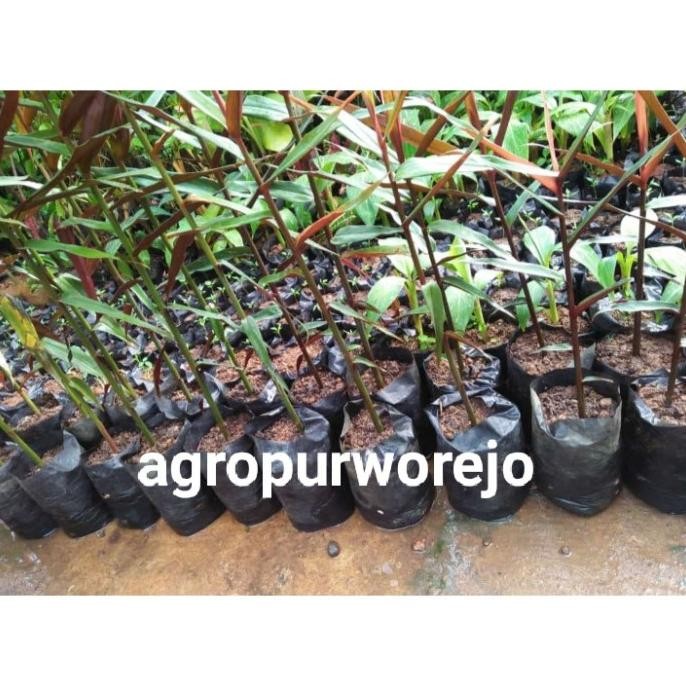 

Terlaris Hemat 300Gr - Bibit Tanaman Jahe Wulung Asli - Harga Mur Yodrdo 4788Mt