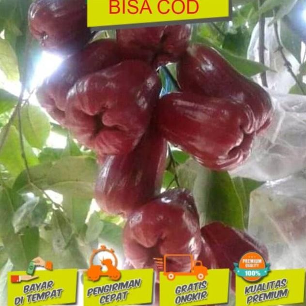 

Terlaris Bibit Tanaman Buah Bibit Jambu Air Unggul Cepat Berbuah