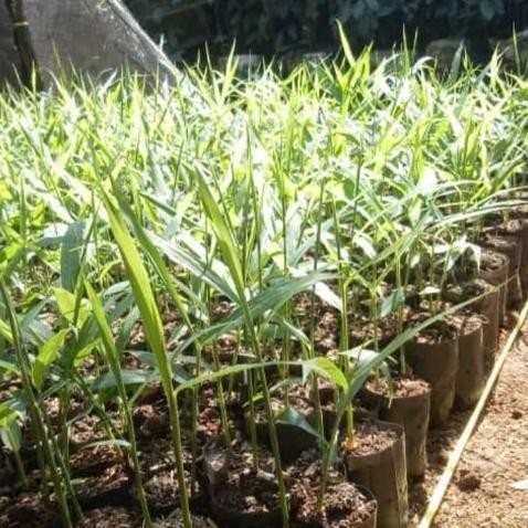 

Terlaris 10 Bibit Jahe Merah Unggul Siap Tanam Bibit Tanaman Super Unggul Asli Original