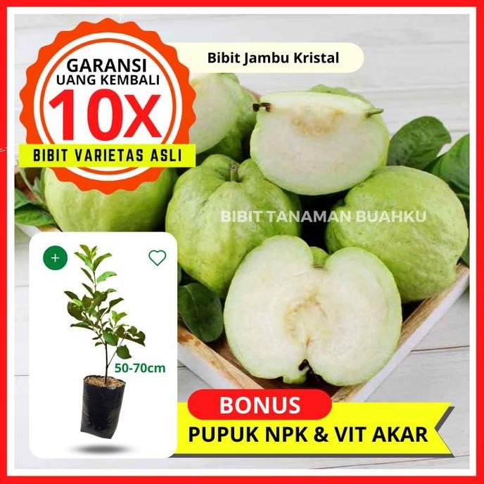 

Terlaris Bibit Tanaman Buah Jambu Kristal Unggul Murah Bergaransi