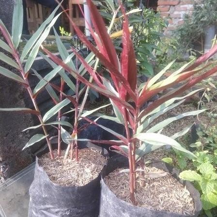 

Terlaris Bibit Tanaman Herbal Jahe Hitam Wulung - Tanaman Herbal Gupwsi 9711Ed