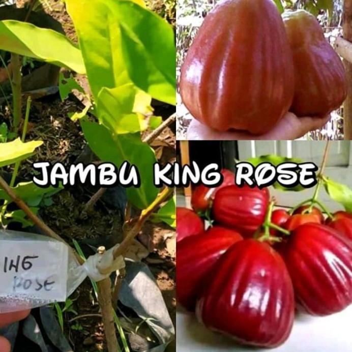 

Terlaris Bibit Jambu King Rose Okulasi Cepat Berbuah