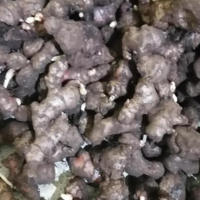 

Terlaris (Terbaru) Bibit Jahe Merah Super 1 Kg, Tinggal Semai Bestseller