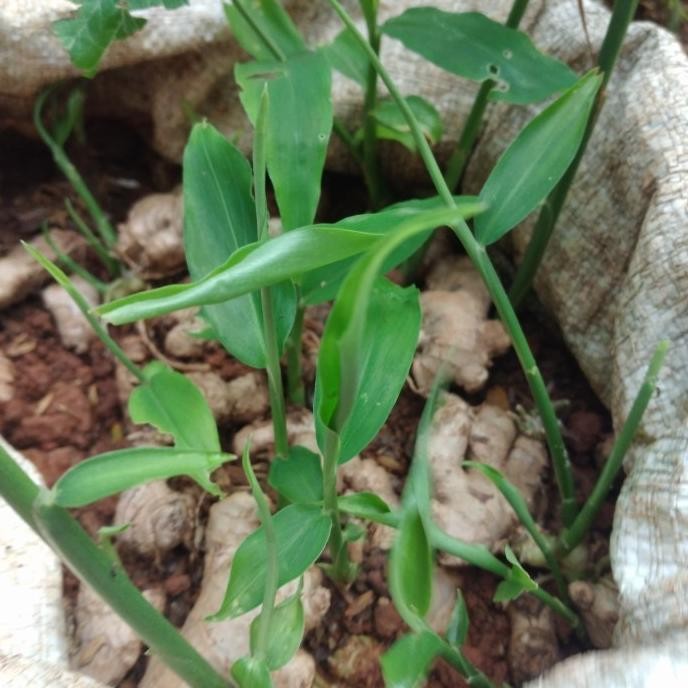 

Terlaris (Goodseller) Bibit Jahe Emprit Siap Tanam