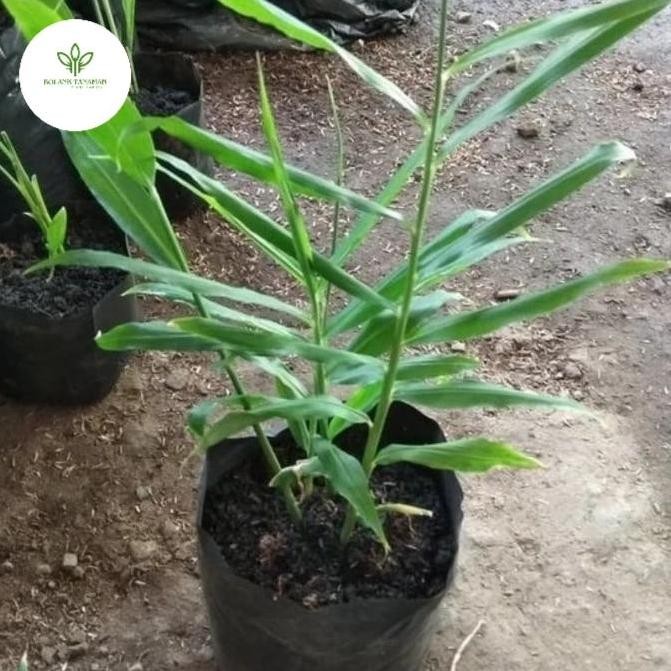 

Terlaris Bibit Jahe Putih | Tanaman Herbal Jahe