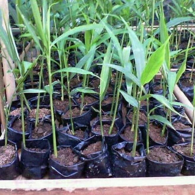 

Terlaris Bibit Tanaman Pohon Jahe Merah. Tanaman Herbal.