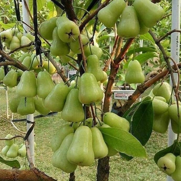 

Terlaris Bibit Jambu Madu Deli Hijau
