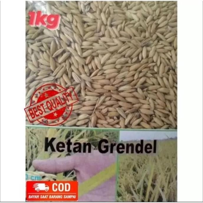 

Terlaris Bayar Di Tempat !!! Benih Padi Ketan Putih Grendel 1Kg Snp Garden Seed
