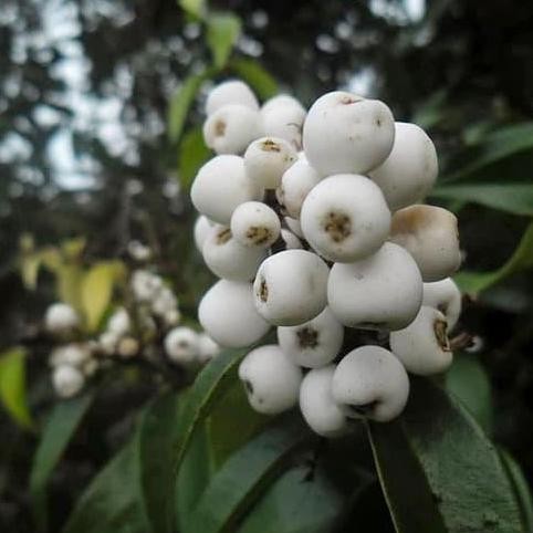 

Terlaris Bibit Jambu Air Nasi-Nasi (Jaminan Original)