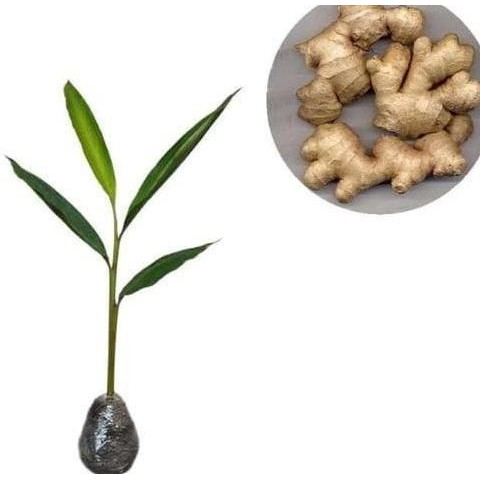 

Terlaris Freong Sedia 6 Bibit Jahe Emprit Tanaman Herbal - Benih / Biji / Bibit By Argoplantbag