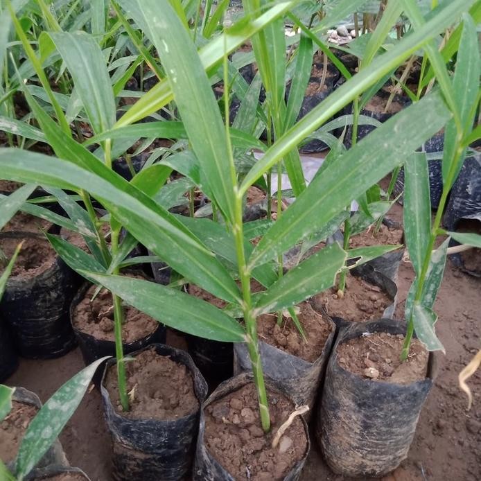 

Terlaris Bibit Jahe Merah Unggul Dan Berkuwalitas Siap Tanam.
