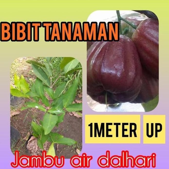 

Terlaris Bibit Jambu Air Dalhari 1 Meter Up