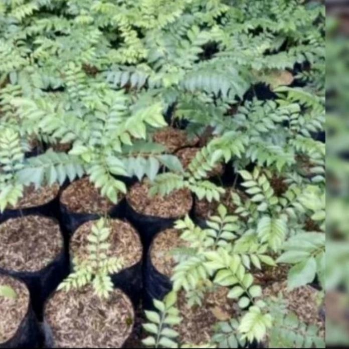 

Terlaris Bibit Daun Kare Atau Salam Koja