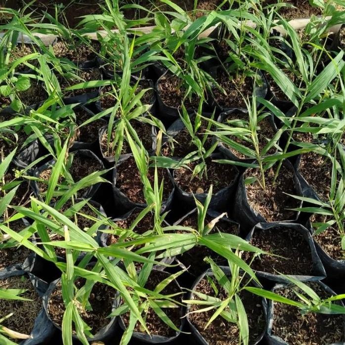 

Terlaris Ready Terlaris Bibit Tanaman Herbal Jahe Merah Hidup Hias Obat