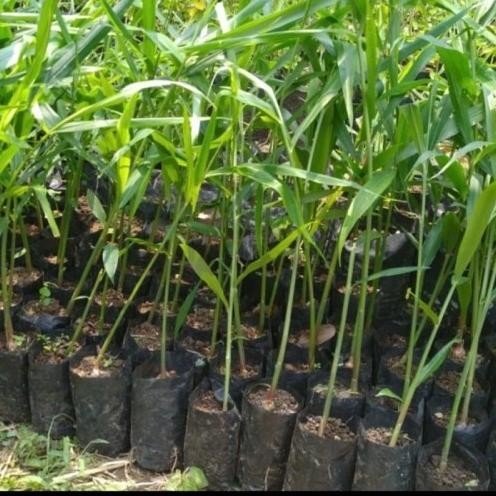 

Terlaris New Bibit Tanaman Obat Herbal Jahe Merah Unggul