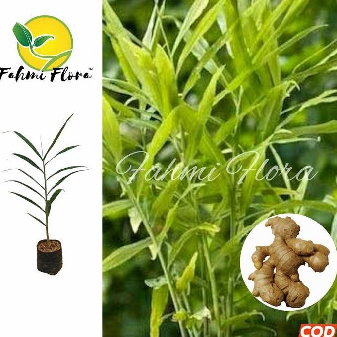 

Terlaris Bibit Jahe Gajah/Putih