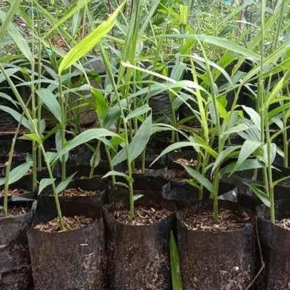 

Terlaris Ready Jt Jual Bibit Jahe Merah/Apotik Hidup/Tanaman Murah