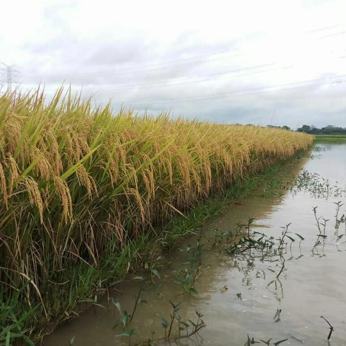 

Terlaris Benih Padi Sigupai Ua5