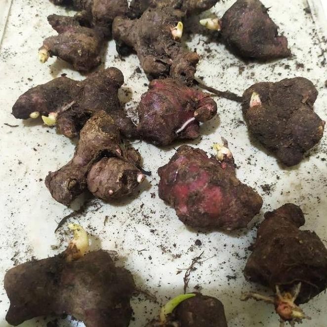 

Terlaris Siap Tanam Bibit Jahe Merah Super 1Kg By Argoplantbag
