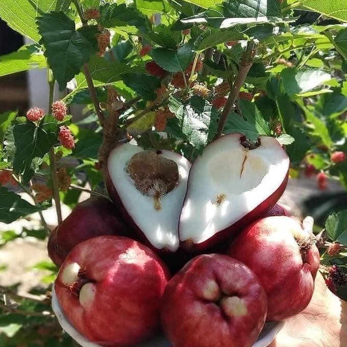 

Terlaris Tinggi 1 Meter Bibit Tanaman Buah Jambu Air Jamaika / Jamaica Manis