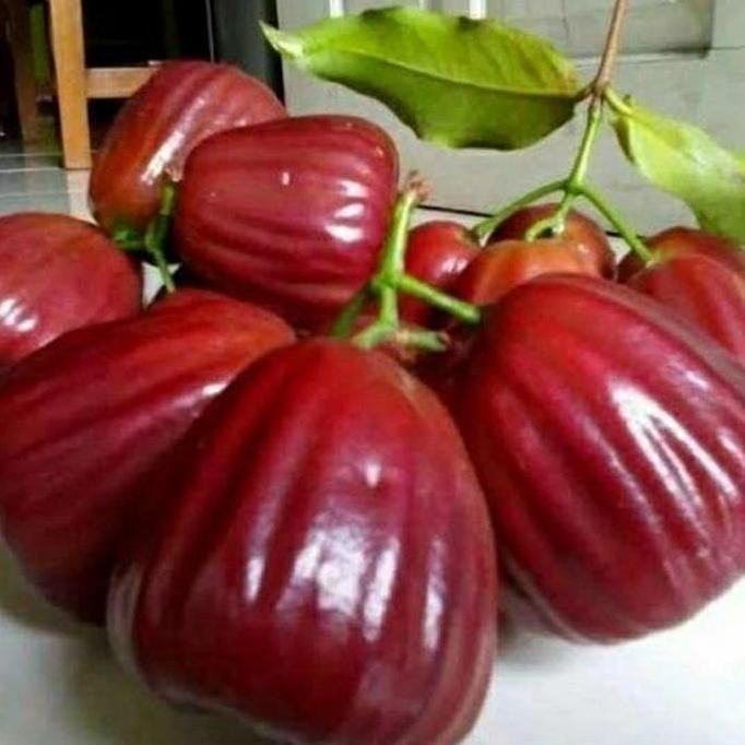 

Terlaris Bibit Jambu Air Dalhari Super 50 Cm Promo