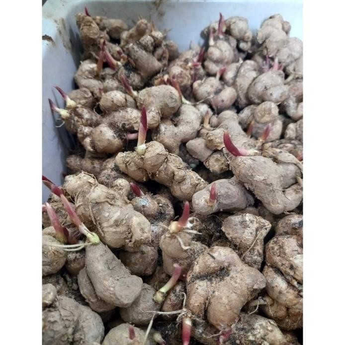 

Terlaris Bibit Jahe Hitam Bertunas Merah 100Gram Wqbwyl 9301Yl