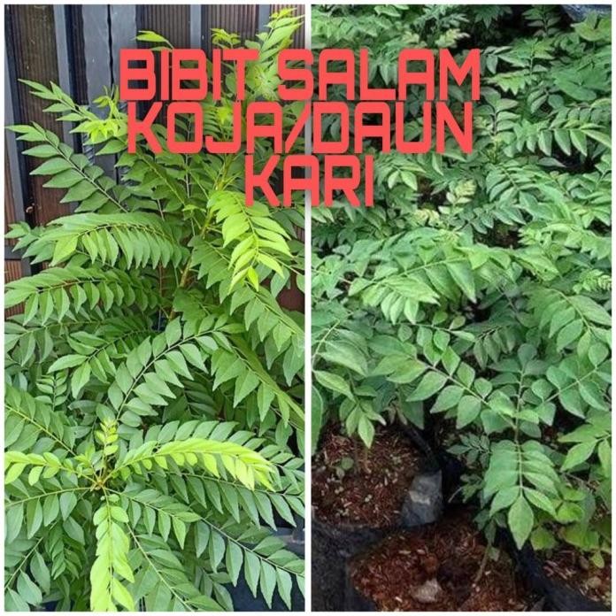 

Terlaris Bibit Salam Koja/Daun Kari Original
