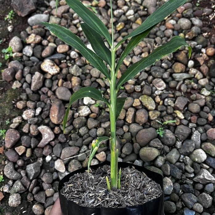 

Terlaris Bibit Tanaman Jahe Merah Asli