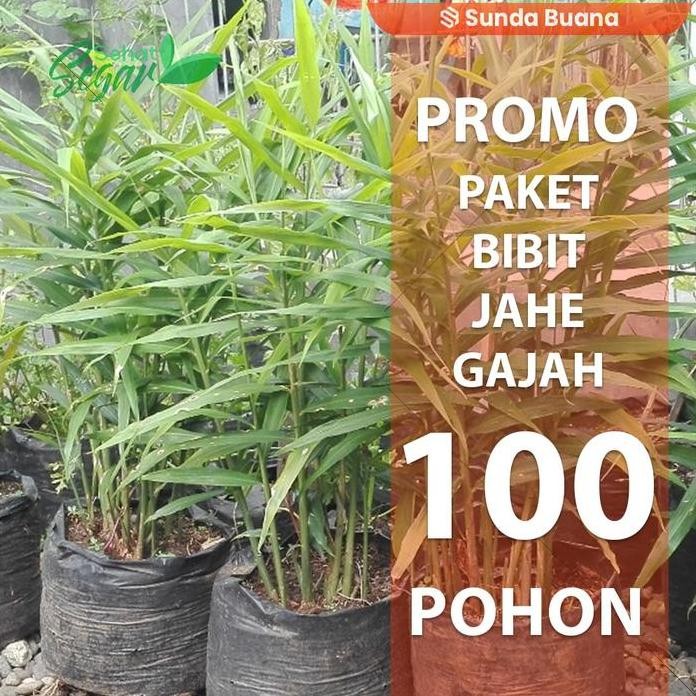 

Terlaris Paket 100 Bibit Pohon Jahe Gajah Super Siap Tanam Pohon Utuh