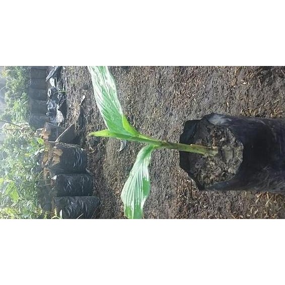 

Terlaris Bibit Pohon Obat Herbal Jahe Gajah Unggul Tanaman Bb