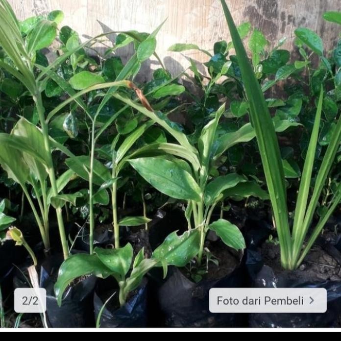 

Terlaris Paket 4 Bibit Tanaman Rempah Jahe Dligu Kunyit, Kunirmurah Unggul