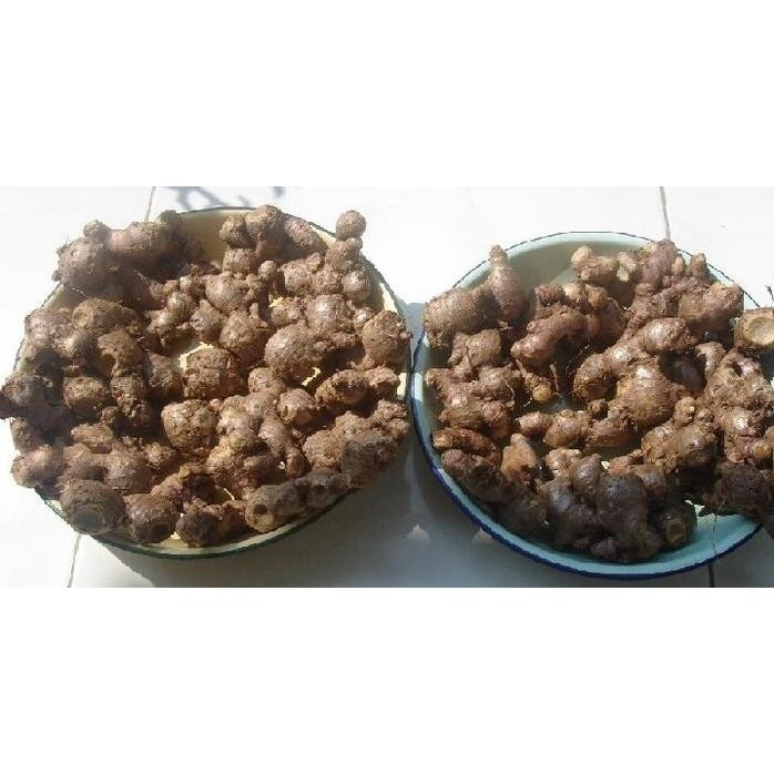Terlaris Bibit Jahe Merah ( Rimpang )