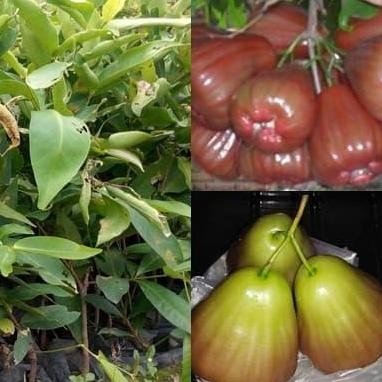 

Terlaris Bibit Jambu Air Bajang Leang Jumbo Dan Unggul