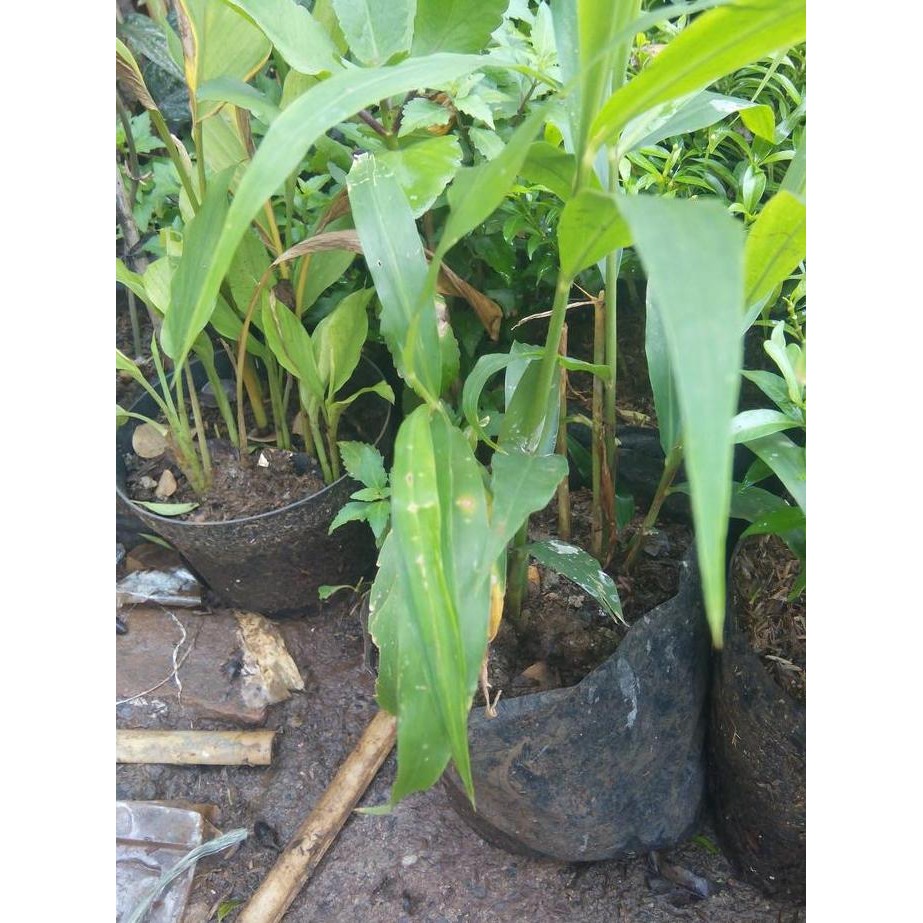 

Terlaris Jahe Merah / Bunga / Bibit / Kembang / Tanaman / Hias / Pohon / Bijih