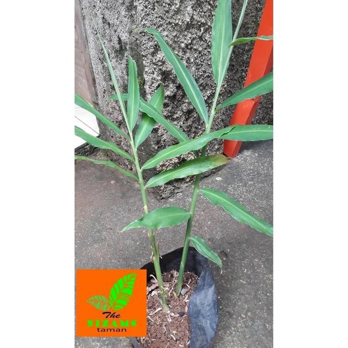 

Terlaris Tanaman Rempah - Pohon Jahe - Bibit Tanaman Jahe