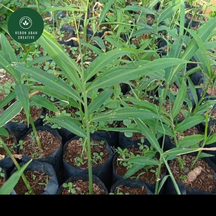 

Terlaris Bibit Pohon Jahe Putih Herbal Satuan Terlaris