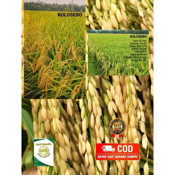 

Terlaris Benih Padi Kolosebo Original Kemasan 5 Kg Terbaru