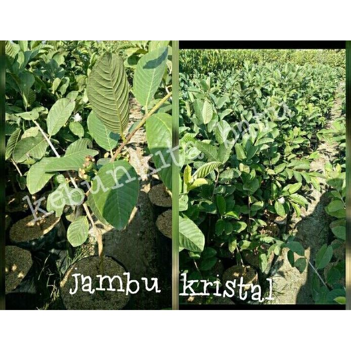 

Terlaris Bibit Jambu Kristal Berbunga Atau Berbuah