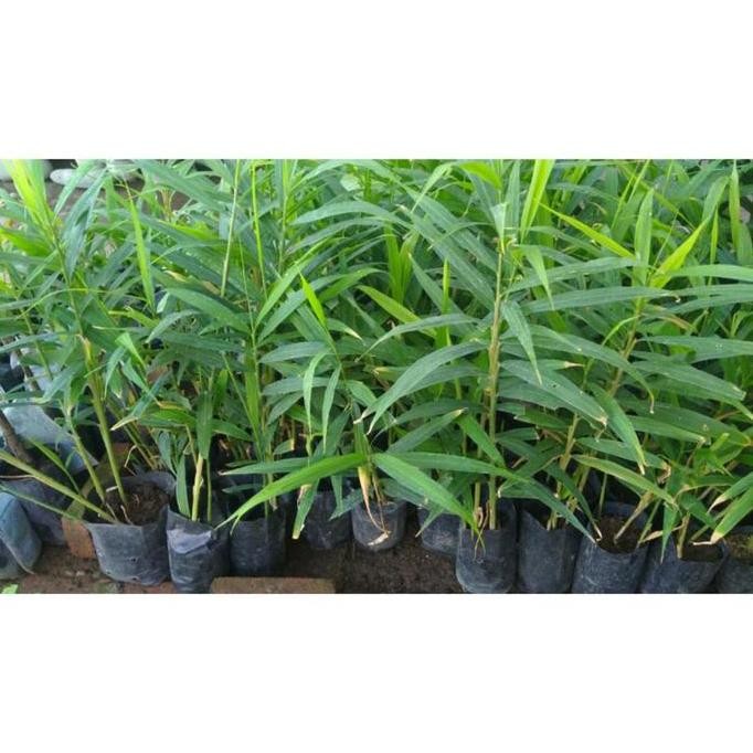 

Terlaris Bibit Jahe Merah Murah Dan Berkualitas