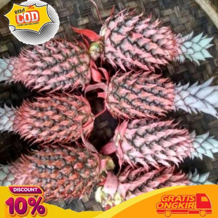 

Diskon 4Buah Nanas Muda Orderan Masuk Baru Petik Langsung Kupas