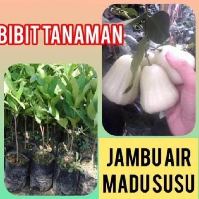 

Terlaris Bibit Jambu Air Susu