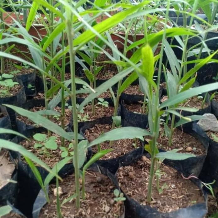 

Terlaris Bibit Pohon Jahe Merah - Bibit Tanaman Jahe Merah - Herbal