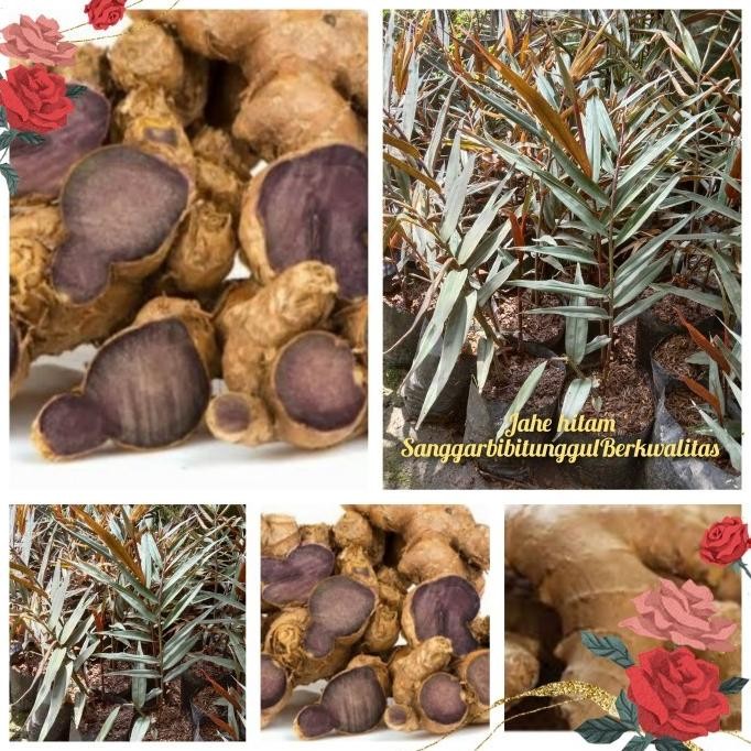 

Terlaris Bibit Tanaman Jahe Hitam Kondisi Siap Tanam Dan Bagus Buat Tabulampot.