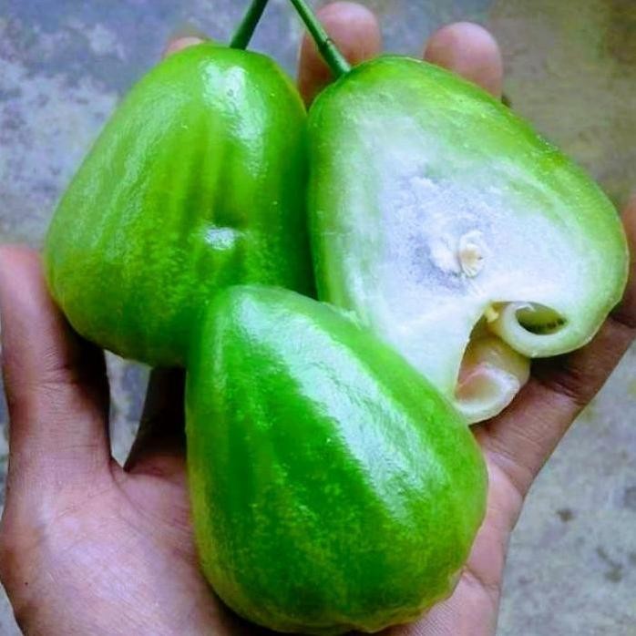 Terlaris Bibit Jambu Air Cincalo Hijau Manis