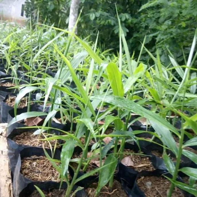 

Terlaris Bibit Jahe Gajah,Jahe Gajah Super,Tanaman Herbal,Jahe Gajah Unggul